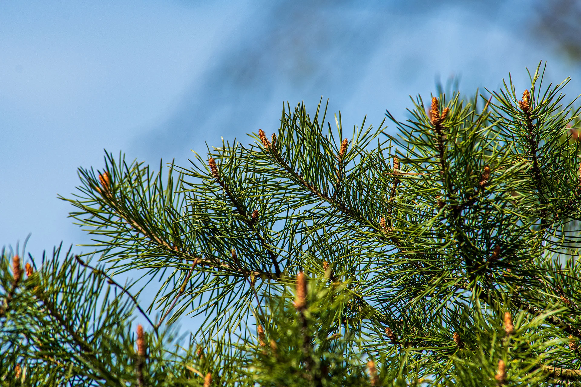 Do Leaf Guards Work with Pine Needles - Featured Image