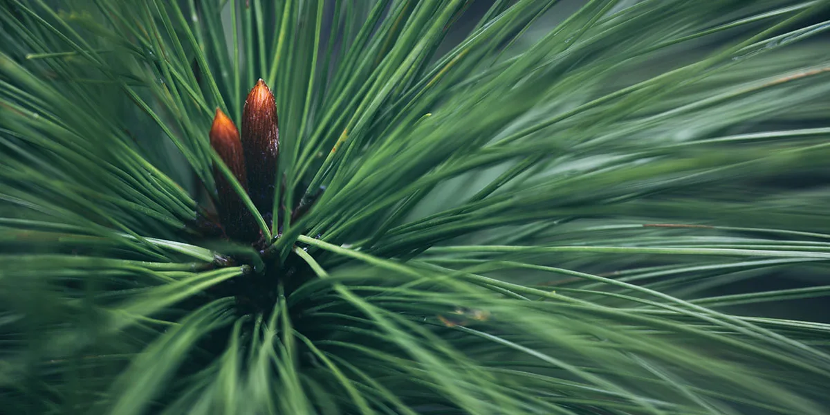 Do Leaf Guards Work with Pine Needles - Image 1