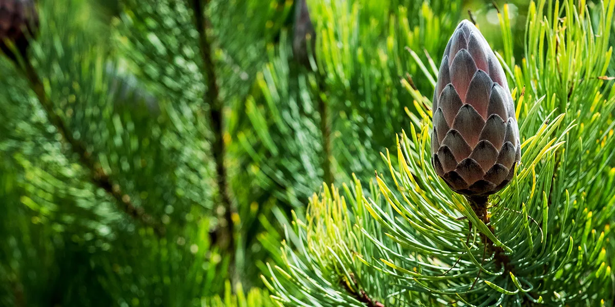 Do Leaf Guards Work with Pine Needles - Image 2